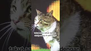 Download lagu Kucing Ikut Main Sepakbola #shorts #sepakbola mp3