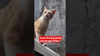Download lagu Suara kucing jantan memanggil betina mau kawin#shorts , #vidioshort , #kucing , mp3