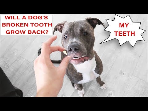Pet - Care - Mouth | Do Broken Puppy Teeth Grow Back? Do A Dog’s Broken Tooth it’s Coming Back?