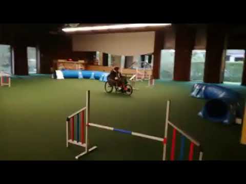A Physically Challenged Woman Is Training Her Dog For Obedience.