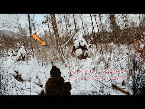 Tracking the BIGGEST Buck I’ve EVER Seen ~ A True Maine Giant! 🦌