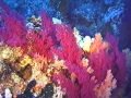 video korale