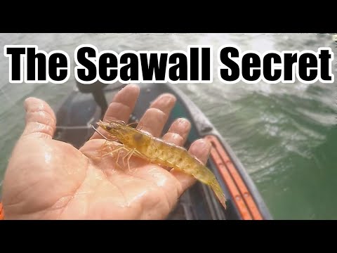 I Limited Out Fishing Next To The Seawall In My Old Town Sportsman Autopilot 120, Keeper Snapper