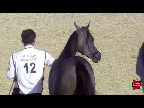 N.12 NAJD UMM ALUDHAM - 2019 Qatar International show - Yearling Fillies (Class 1A)