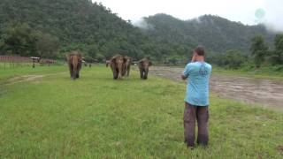 A Man Call Elephant In Different Angle - ElephantNews