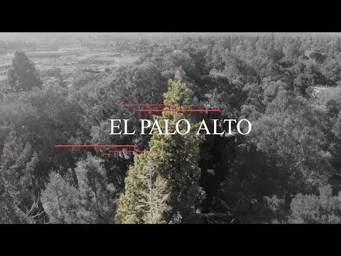 El Palo Alto (tree) from Above