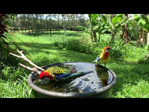 Eastern Rosellas Male and Female Splashing in a Birdbath