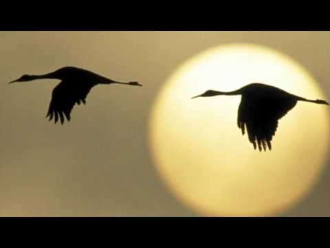 Bach - Goldberg Variations - Aria - Corrado Sevardi (pf)