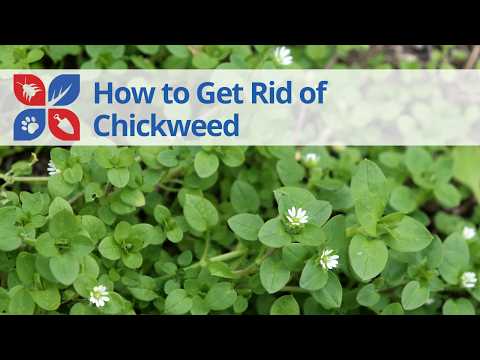  How to Get Rid of Chickweed Video 
