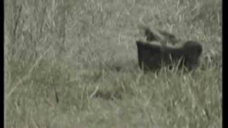 shooting a kevlar helmet and vest with a sks, 7.62x39 vs kevlar