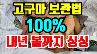 고구마 오래보관하는 방법 100% 확실한 방법입니다.