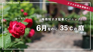 [Recommended flowers that can withstand the heat] Terrace Garden Tour in the scorching heat of Ju...