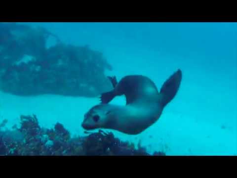 Temperate Reef