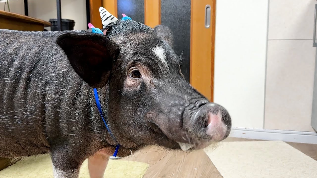 節分で豆まきしたら、ブタが全力で回収した