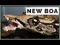 I Got a Full-Size Boa Constrictor!