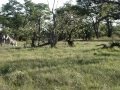 Spooked Zebra In African Jungle