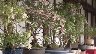 3月23日【びわ湖放送ニュース】春の訪れ　長浜市の大通寺で「馬酔木」展