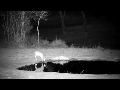 Djuma: Duiker drinking at the pan - 22:26 - 09/20/21