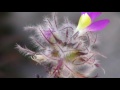 NATURE Video 17 Minutes Of Beautiful Awesome Flowers And Plants In HD Format Uncut Natural State
