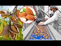 How Are Almonds Grown And Harvested You Haven T Seen So Many Fresh Almonds Yet