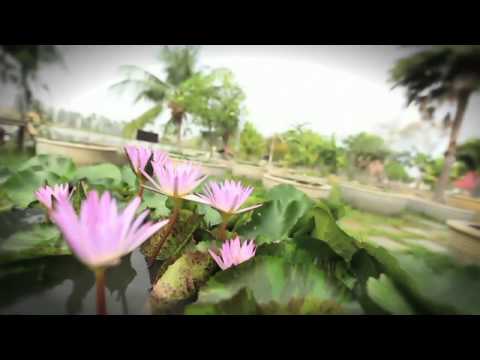 Lotus Museum
