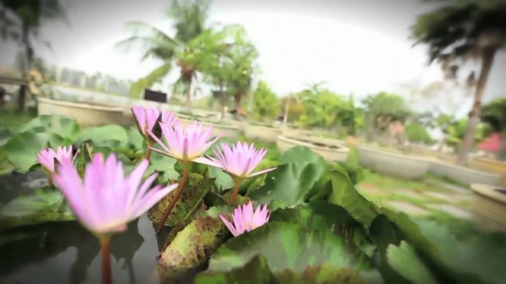 Lotus Museum