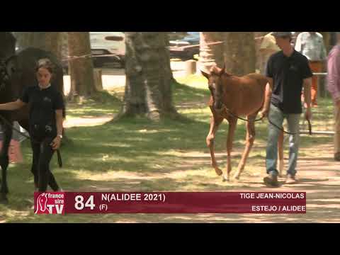 Sprinter Sacré Show 2021 : Lot 84 - N.21 Alidee