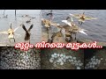 Duck farm/ duck farming/ Egg farm/ egg factory/ duck food malayalam/ duck farming in kerala