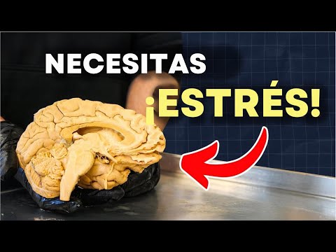ESTO le hace el estrés REALMENTE a tu cuerpo | Parte 1