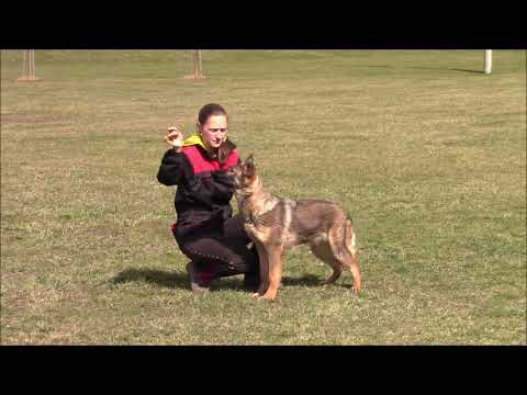 Taffy z Jukasu - obedience - 6,5 months
