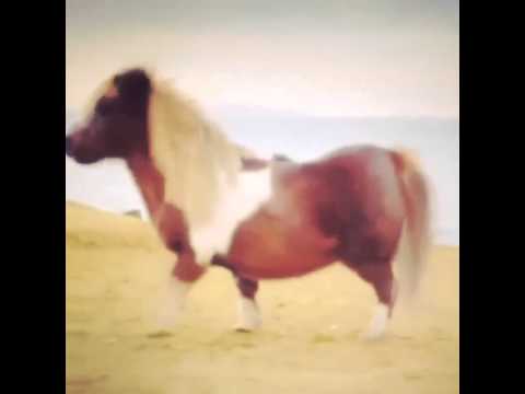 Funny Horse Running!!!