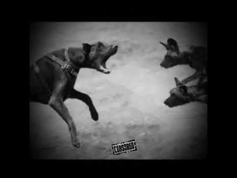 Arab Falcon K9 - صقر العرب تهريب سلاح