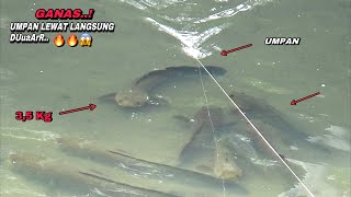 Download lagu Ngeri..! Mancing pas ikan gabus berkumpul sambaranya bikin jatungan mp3 Download lagu Ngeri..! Mancing pas ikan gabus berkumpul sambaranya bikin jatungan mp3