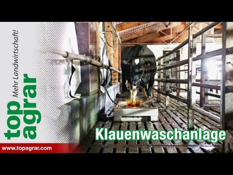 top agrar über eine Klauenwaschanlage für Kühe
