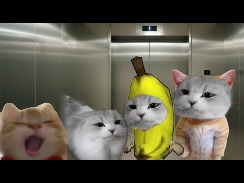 Best Of Banana Cat 🍌🐱 Complete Series 8 😸