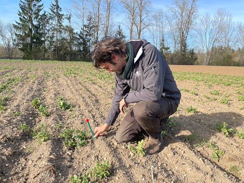 Feldexkursion 211: Hinweise zur Maisaussaat - N.U. Agrar GmbH, 15.04.2022