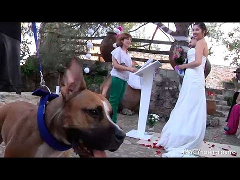 Una empresa madrileña cuida de tu perro durante tu boda