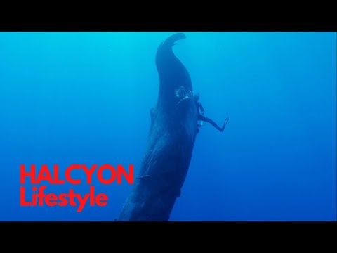 HALCYON Lifestyle Season 3 Trailer