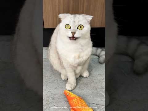 Sonya is a sly cat 😏 #cats #cat