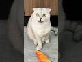 Sonya Is A Sly Cat Cats Cat