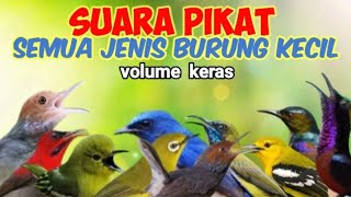 Download lagu Suara Pikat Semua Jenis Burung Kecil  Volume Keras mp3