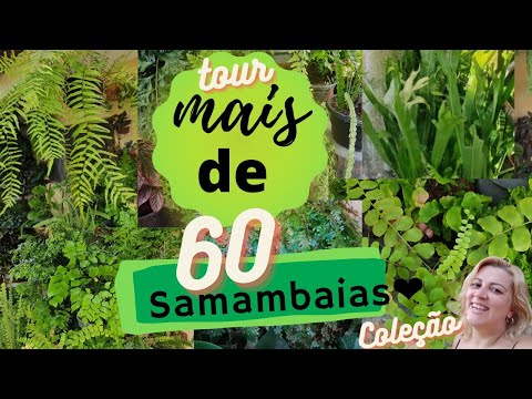 Tour 63 ferns/my collection/fern identification/tip/substrate/cultivation/asplenium/platycerium