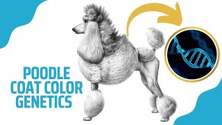 POODLE COAT COLOR GENETICS EXPLAINED | How to predict puppy colors in a litter #poodlegenetics