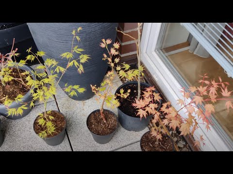 Japanese Maples - Spring '22 - Acer Palmatum Coral Pink, Alpenweiss, Filigree