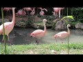 Chilean Flamingos At Parco Natura Viva Italy 2017