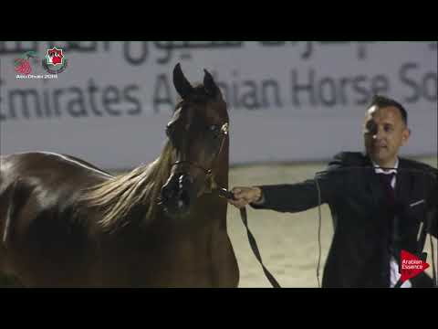 N 125 ROAAH MUGHAIDER   UAE Nationals 2019