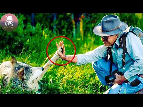 The Man Rescued a Wolf and Her Puppies. You Won’t Believe What Happened 4 Years Later!