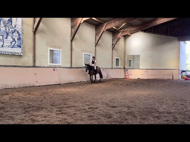 Merrie Lusitano Te koop 2021 Donker bruin / bai ,  DIOR DU FESQUET