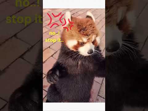 even if you're angry you still look cute🥰 | red panda #shortsvideo