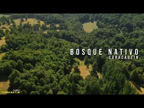 🎥 Vuelo en dron – Parcela de Mario Miquel | Curacautín, Región de La Araucanía 🌄
